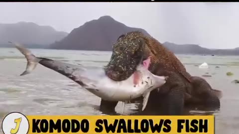 Komodo Dragon Hunting Wild Animals