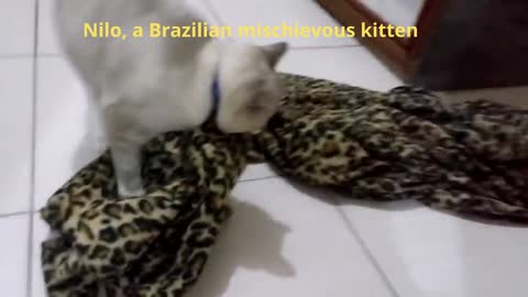 Nilo, a Brazilian mischievous kitten