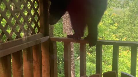 Bear Climbs up to Investigate Cabin Deck