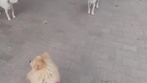 BEAUTIFUL DOG VS STREET DOGS