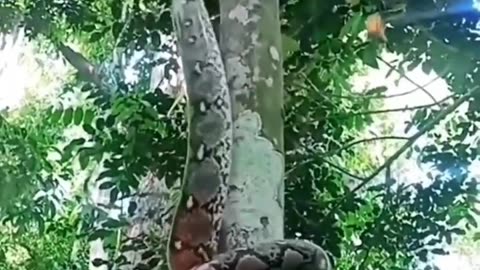 😲How a Snake climb in a Tree