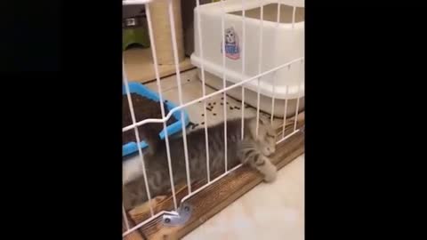 💗Cute_And_Funny_Pets___Try_Not_To_Laugh_To_These_Pets_Compilation_#11💗_Cutest_Lands videos