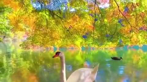 Beautiful and amazing swan swimming