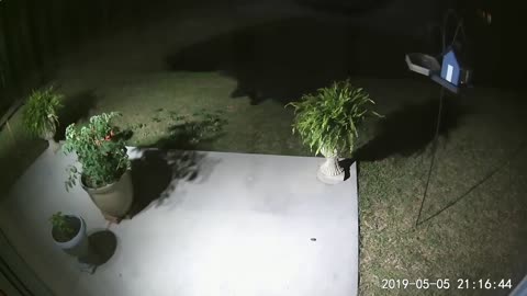 Bear Steals Some Bird Seed