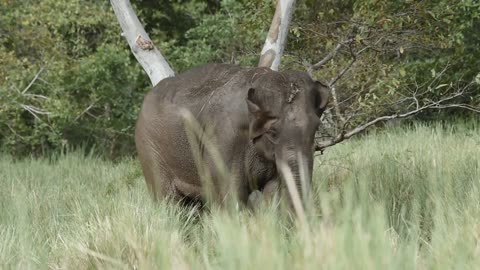 Kalawewa National Park in Sri Lanka