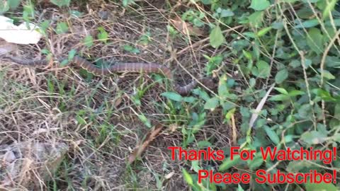 Brave Boys Catch Village Snake Along The Road - How To Catch Village Snake In My Village