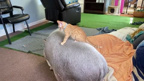 Kitten Riding A Pig