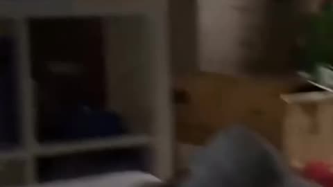 A cat watches TV