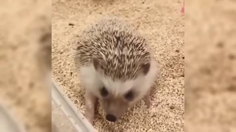 The hedgehog is eating