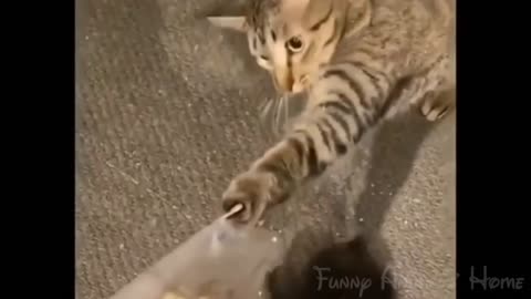 Cat Steals Bread