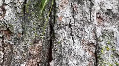 Leaf Insect Hops From Hand To Tree