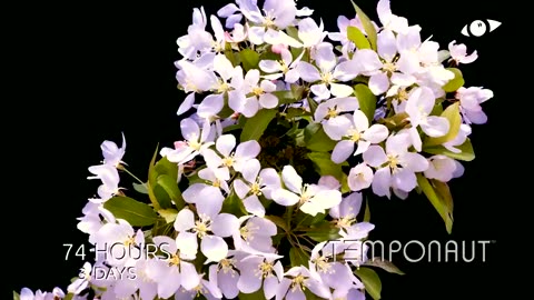 Blooming Apple Flowers Stock Footage Video