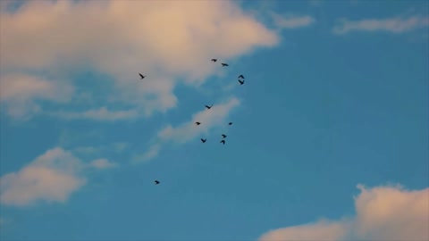 Silhouettes of birds sky Group of seagulls Live by freedom