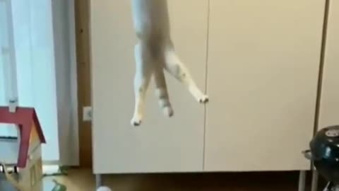 This Cat tried to fly