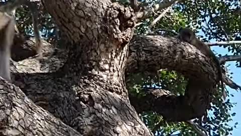 Baboon Kidnaps Lion Cub