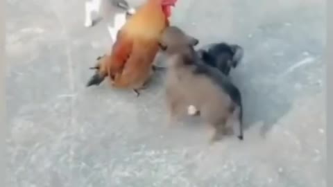 Dog Vs Chicken Fight #03