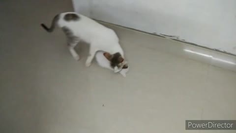 Mother cat lifting her baby kitten by her mouth is so beautiful