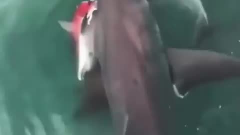 Great white shark spotted with an unfortunate dolphin