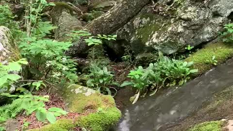 Shenandoah National Park