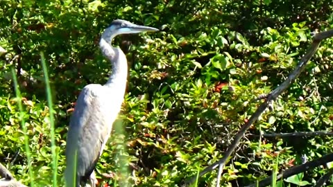 Great Blue Heron