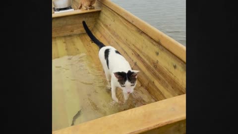 Adorable Kittens on a Boat: Cuteness Overload!