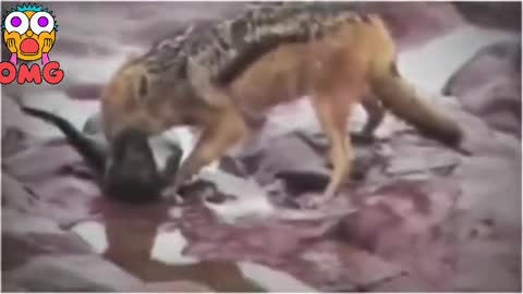 28#صراع الحيوانات -#lion#الضبع #animal# fight#Momentos Brutales#Perros Salvajes-#