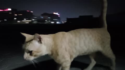 ED SHEERAN - Homeless cat in Ras Al Khaimah, UAE #cat #cats #EdSheeran #emirates #rak #ae #UAE #food