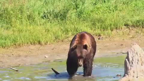 Brown Bear Walking in Water" "Royalty Free Video Footage