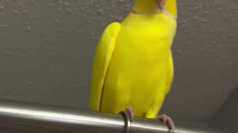 Ringneck Talking Parrot