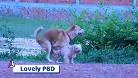 German Shepherd Meeting With Small Female Dog on summer So Satisfied .... so thirsty !!! ....