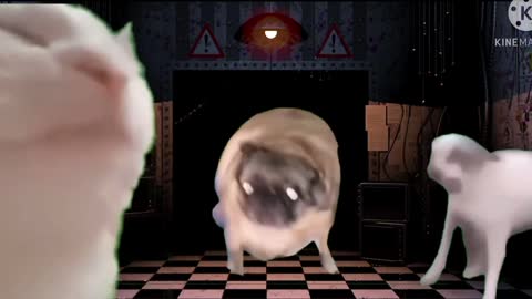 Dancing Dog, Vibing Cat and Pug Dancing to FNAF 2 Puppet Music Box