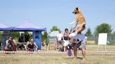 A Man does tricks with Dog jumping on a Dog's Festival Summer Day