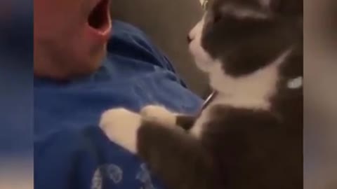 Naughty cat afraid very much