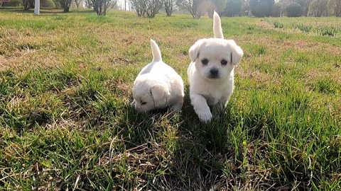 Puppies rescued from stone pile growing up healthy