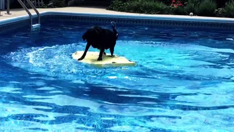 Intelligent body boarding dog