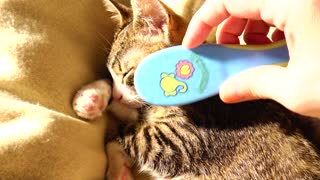 A Baby Brush for Kitten Rudolph