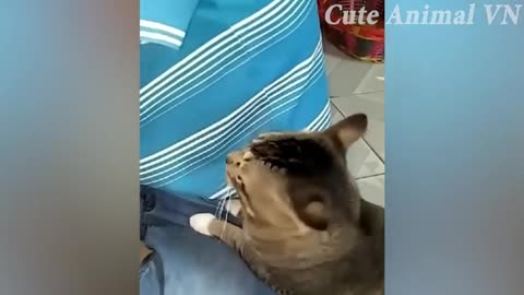 FUNNY_ANIMAL_VIDEOS_2024😸_-_😂Funniest_Cats_and_Dogs_😺🐶!