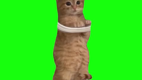 Ginger Cat Waiting | Green Screen