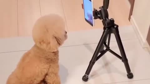 Tiktok Dog living its luxury life