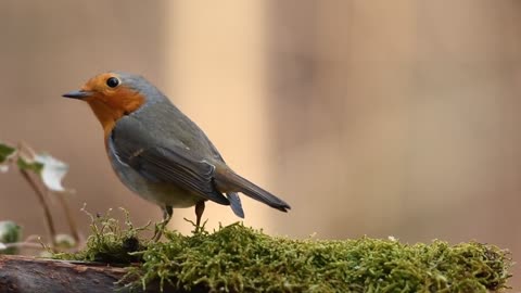 Beautiful Bird enjoying its food