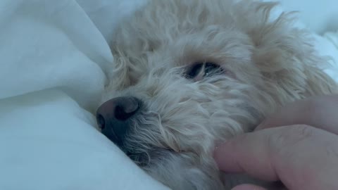 A bewitching dog under the blanket