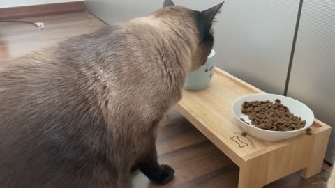 A fat siamese cat eating a meal with his paw