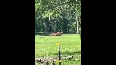 Cute horse in Florida rolls over onto its back to scratch an itch like a dog