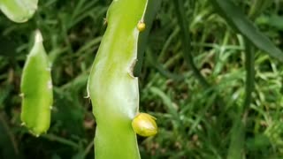 Dragon fruit blooms