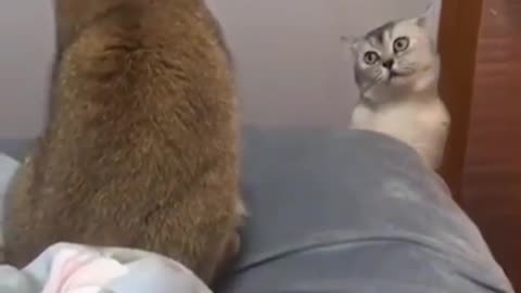 Cat singing 🤣