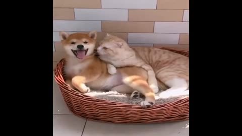 Cute and funny dog video🤣