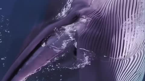 What incredible footage of this fin whale - NEW VIDEO 2022