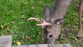 Young Buck Finds an Apple 🍎