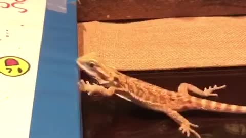 Bearded dragon trying to climb on binder but keeps slipping off