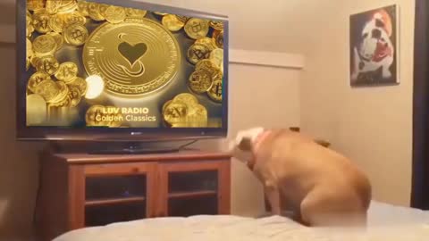 Epic Bull Dog watching TV & loving LUV Radio Cryptocurrency Golden Classics 44"promo #enjoyLUVshare